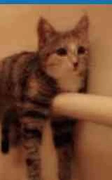 Кошка плащ Майнкрафт — скачать бесплатно