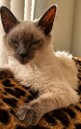 Кошка плащ Майнкрафт — скачать бесплатно