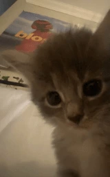 Кошка плащ Майнкрафт — скачать бесплатно