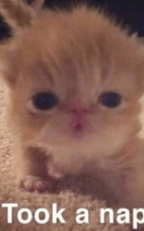 Кошка плащ Майнкрафт — скачать бесплатно