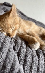 Кошка плащ Майнкрафт — скачать бесплатно