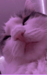 Кошка плащ Майнкрафт — скачать бесплатно