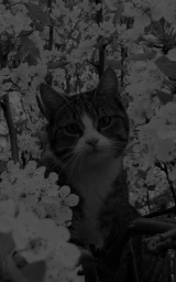 Кошка плащ Майнкрафт — скачать бесплатно