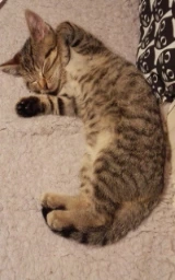 Кошка плащ Майнкрафт — скачать бесплатно