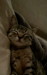 Кошка плащ Майнкрафт — скачать бесплатно
