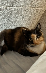 Кошка плащ Майнкрафт — скачать бесплатно