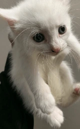 Кошка плащ Майнкрафт — скачать бесплатно
