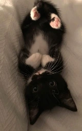 Кошка плащ Майнкрафт — скачать бесплатно