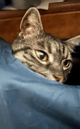 Кошка плащ Майнкрафт — скачать бесплатно