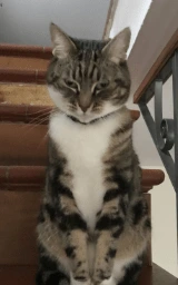 Кошка плащ Майнкрафт — скачать бесплатно