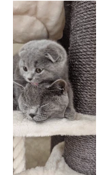 Животное плащ Майнкрафт — скачать бесплатно