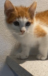 Кошка плащ Майнкрафт — скачать бесплатно