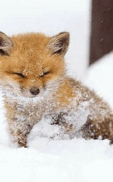 Животное плащ Майнкрафт — скачать бесплатно