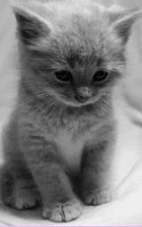Кошка плащ Майнкрафт — скачать бесплатно