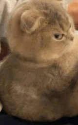 Кошка плащ Майнкрафт — скачать бесплатно