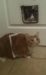 Кошка плащ Майнкрафт — скачать бесплатно