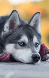 Животное плащ Майнкрафт — скачать бесплатно