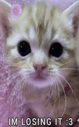 Кошка плащ Майнкрафт — скачать бесплатно
