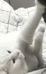 Кошка плащ Майнкрафт — скачать бесплатно