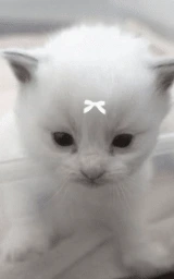 Кошка плащ Майнкрафт — скачать бесплатно