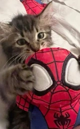 Кошка плащ Майнкрафт — скачать бесплатно