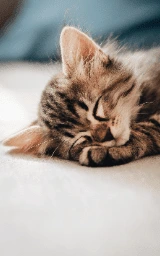 Кошка плащ Майнкрафт — скачать бесплатно