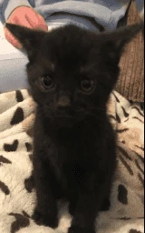 Кошка плащ Майнкрафт — скачать бесплатно