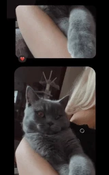 Кошка плащ Майнкрафт — скачать бесплатно