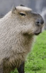 Животное плащ Майнкрафт — скачать бесплатно