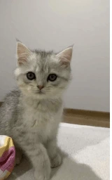 Кошка плащ Майнкрафт — скачать бесплатно