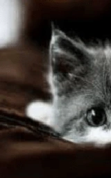 Кошка плащ Майнкрафт — скачать бесплатно