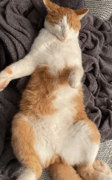 Кошка плащ Майнкрафт — скачать бесплатно
