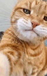 Кошка плащ Майнкрафт — скачать бесплатно