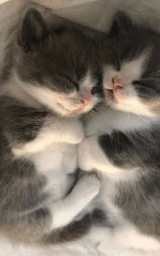 Кошка плащ Майнкрафт — скачать бесплатно