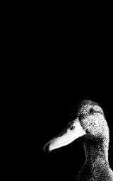 Утка плащ Майнкрафт — скачать бесплатно