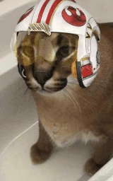 Кошка плащ Майнкрафт — скачать бесплатно