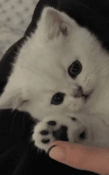 Кошка плащ Майнкрафт — скачать бесплатно