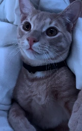 Кошка плащ Майнкрафт — скачать бесплатно