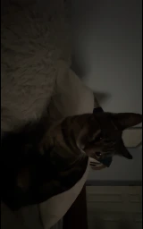 Кошка плащ Майнкрафт — скачать бесплатно