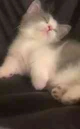 Кошка плащ Майнкрафт — скачать бесплатно