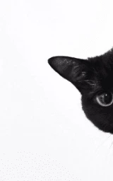 Кошка плащ Майнкрафт — скачать бесплатно