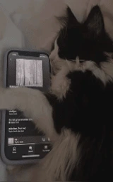 Кошка плащ Майнкрафт — скачать бесплатно
