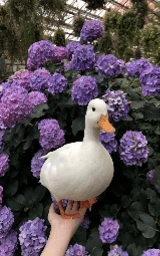 Утка плащ Майнкрафт — скачать бесплатно