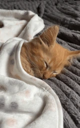 Кошка плащ Майнкрафт — скачать бесплатно