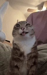 Кошка плащ Майнкрафт — скачать бесплатно