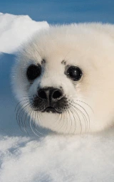 Милый плащ Майнкрафт — скачать бесплатно