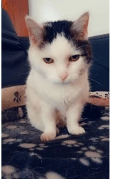 Кошка плащ Майнкрафт — скачать бесплатно