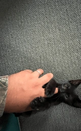 Кошка плащ Майнкрафт — скачать бесплатно