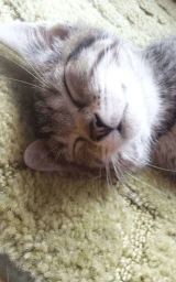 Кошка плащ Майнкрафт — скачать бесплатно