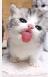 Кошка плащ Майнкрафт — скачать бесплатно
